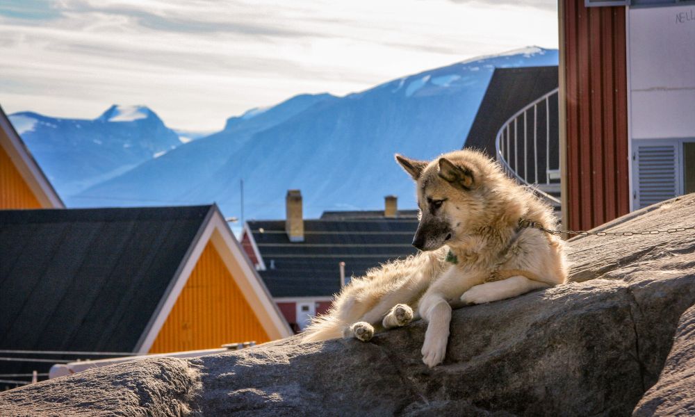 Greenlandic dog in Uummannaq Greenlandic dog in Uummannaq