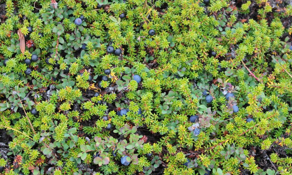 Bountiful autumn berries on the tundra
