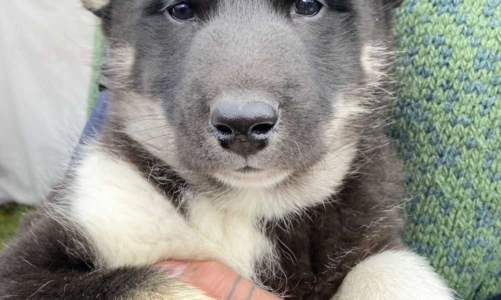 Greenlandic sled dog puppy, Sisimiut 