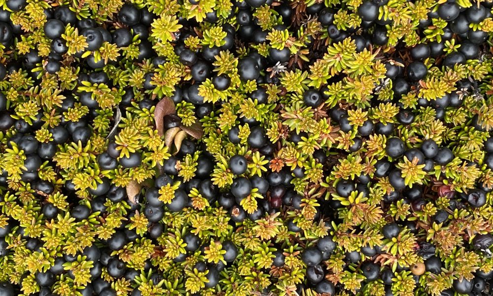 Autumn berries on the tundra