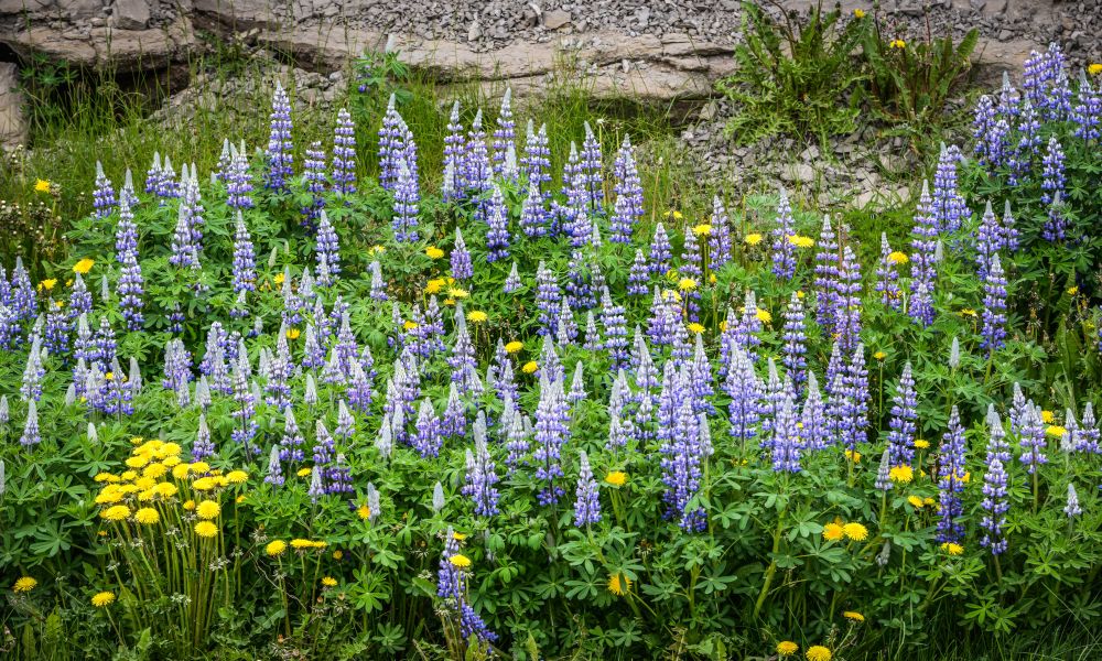 Lupins growing on the mountainside Lupins growing on the mountainside
