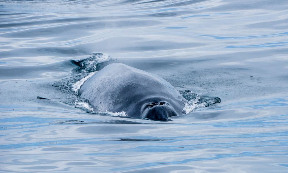 A humpback whale says hello A humpback whale says hello