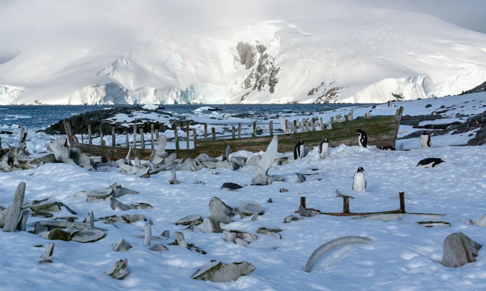 Remains from the whaling era at Mikkelsen Harbour, Antarctica