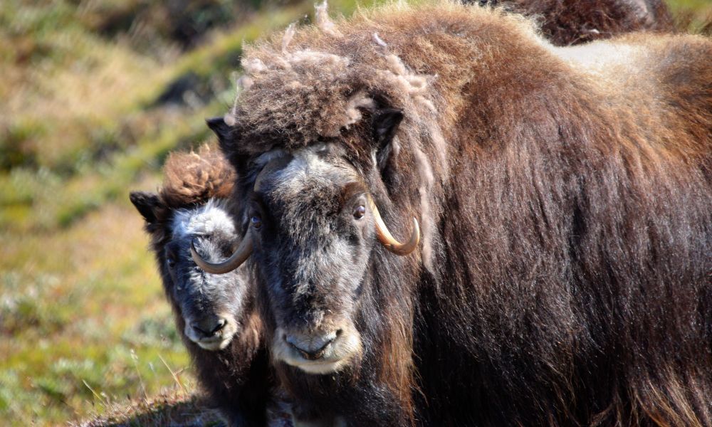 Musk-ox near Kangerlussuaq