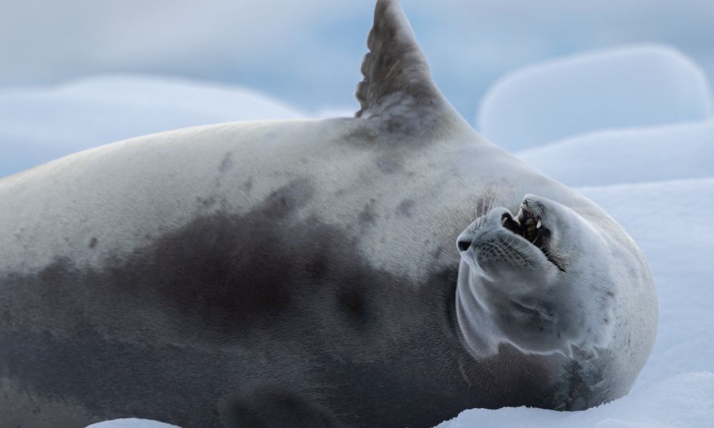 A crabeater seal snoozes on an ice flow A crabeater seal snoozes on an ice flow