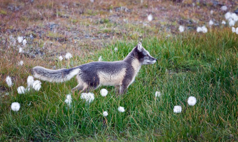 A curious Arctic fox