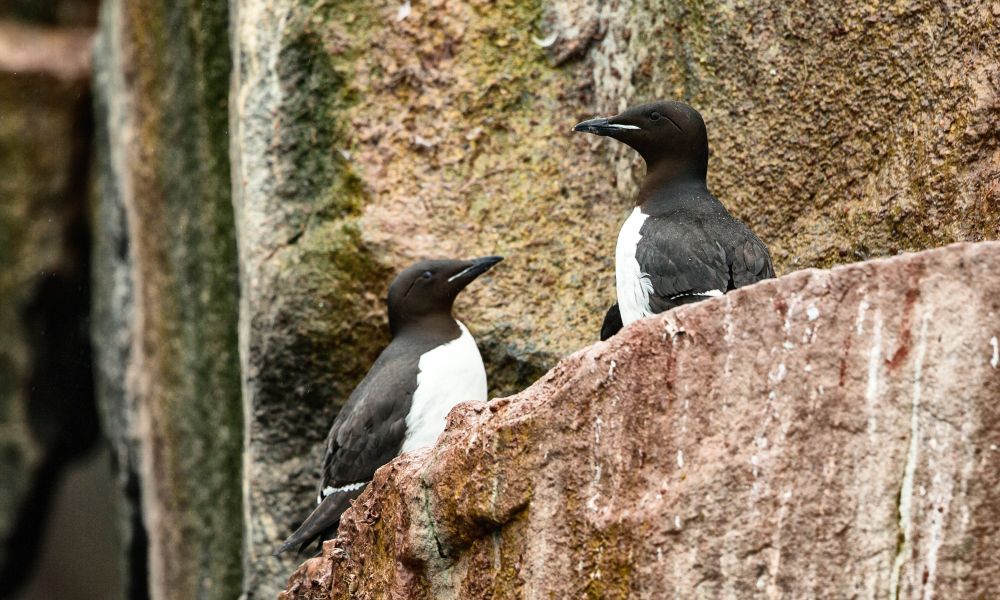 Auks on the cliffside