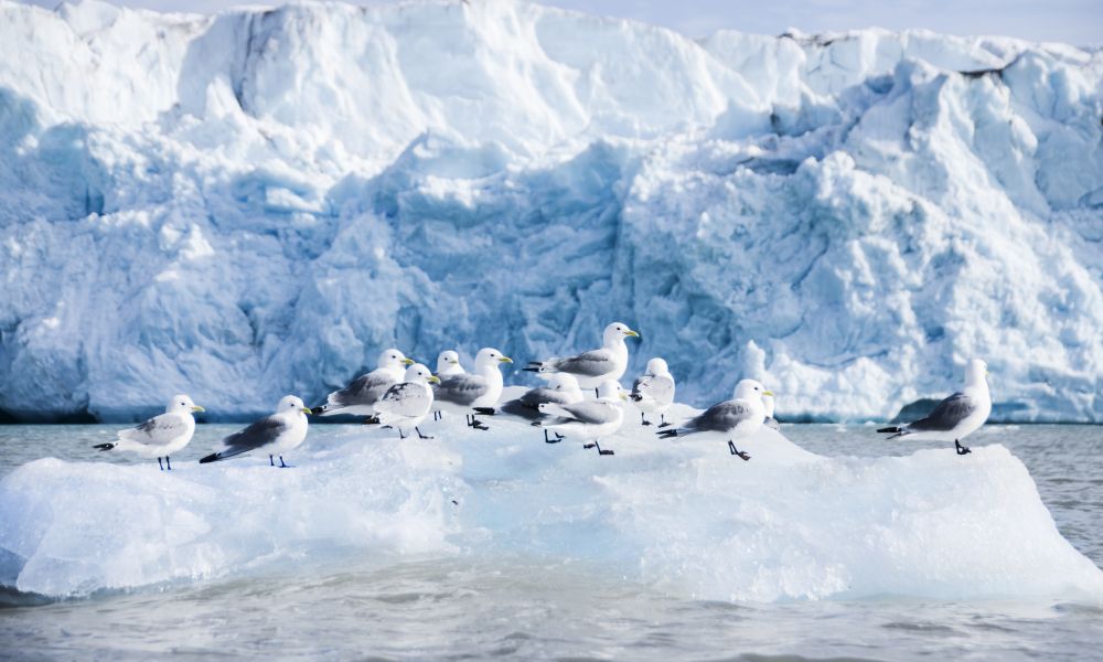 Black legged kittiwakes on an ice floe Black legged kittiwakes on an ice floe