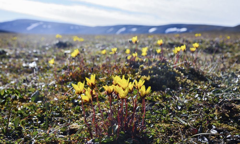 Plant bog, Svalbard Plant bog, Svalbard
