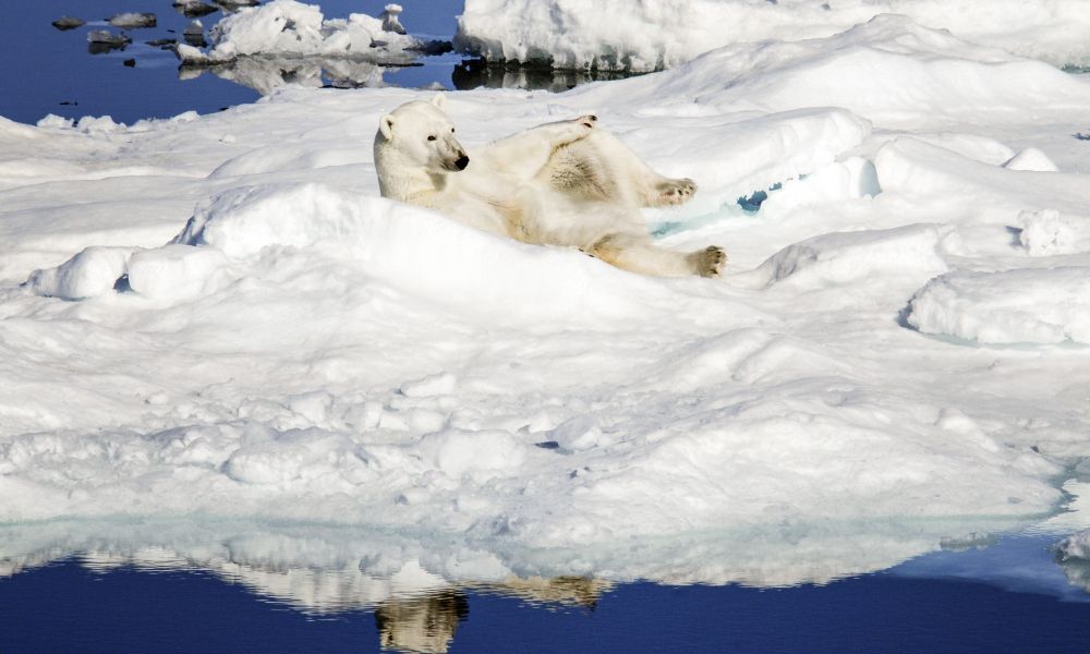 A polar bear having a rest