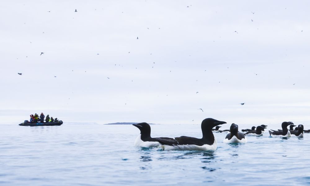 Brünnichs Guillemots seen on a Zodiac cruise