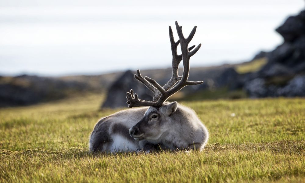 Reindeer, Svalbard Reindeer, Svalbard