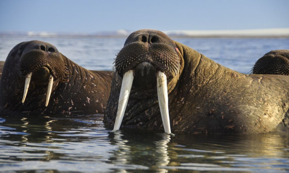 Walruses off Svalbard, Norway Walruses off Svalbard, Norway