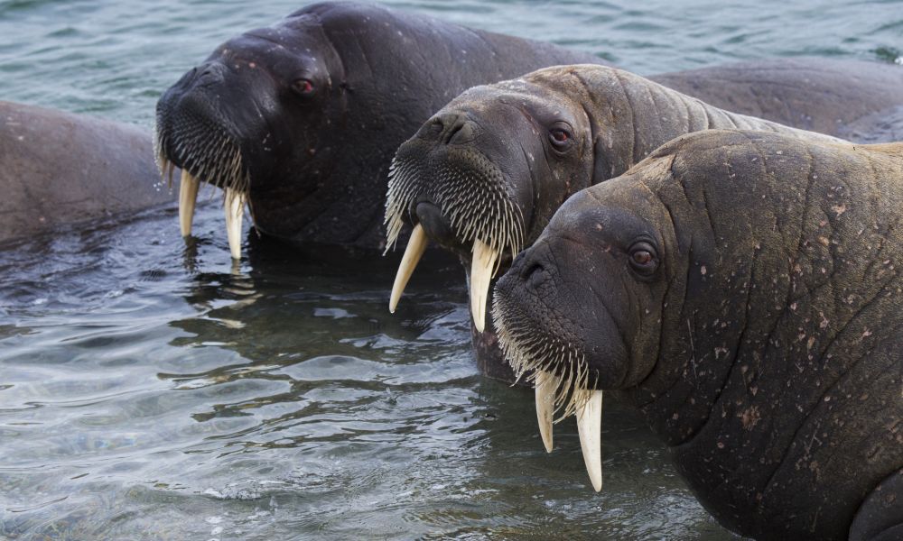 Walrus on the seashore
