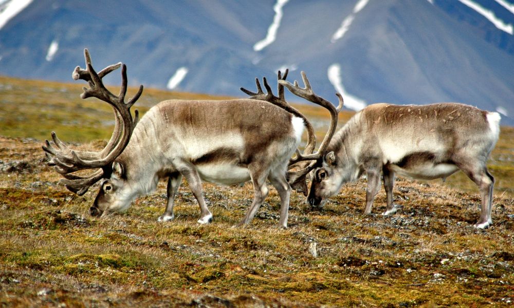 The diminutive Svalbard reindeer