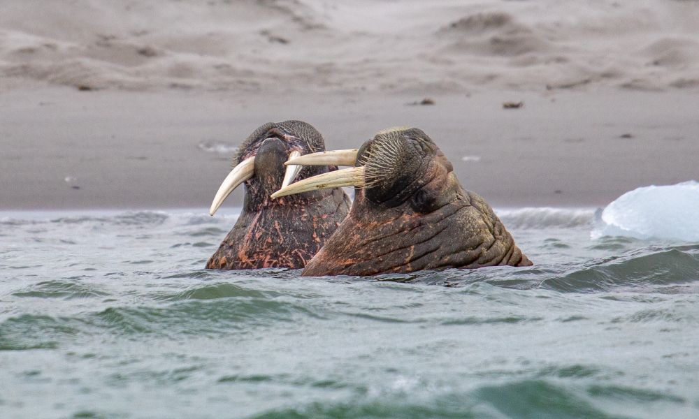 Walruses in Svalbard