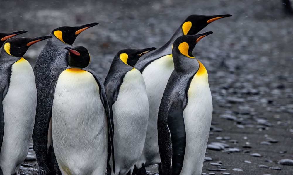 King Penguins King Penguins