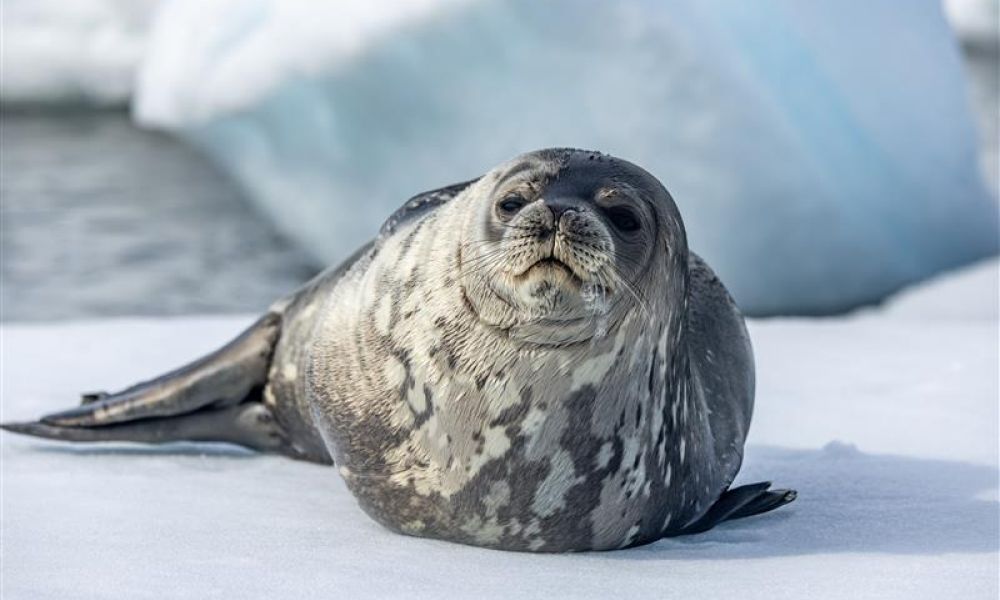 A weddell seal inspects a photographer A weddell seal inspects a photographer