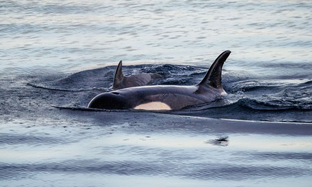 Orcas cruising the Gerlache Strait Orcas cruising the Gerlache Strait