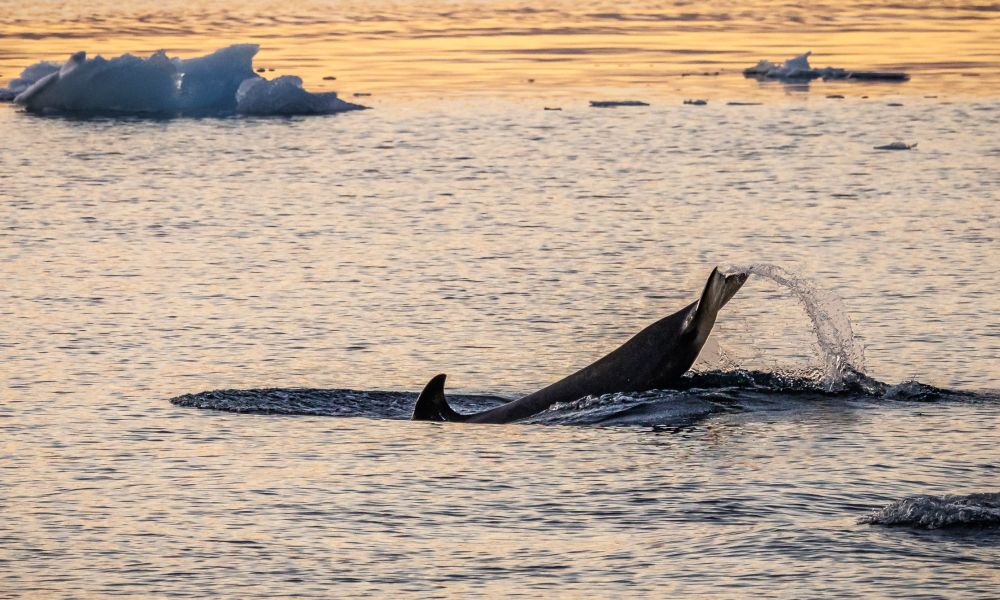 An orca plays in the Antarctic twilight