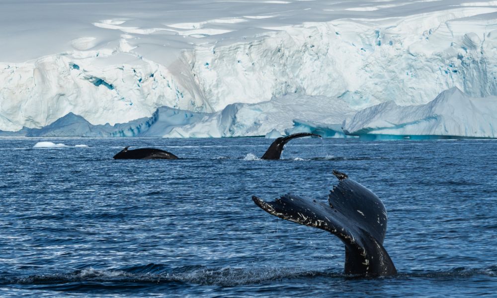 A group of humpback whales dive for food A group of humpback whales dive for food