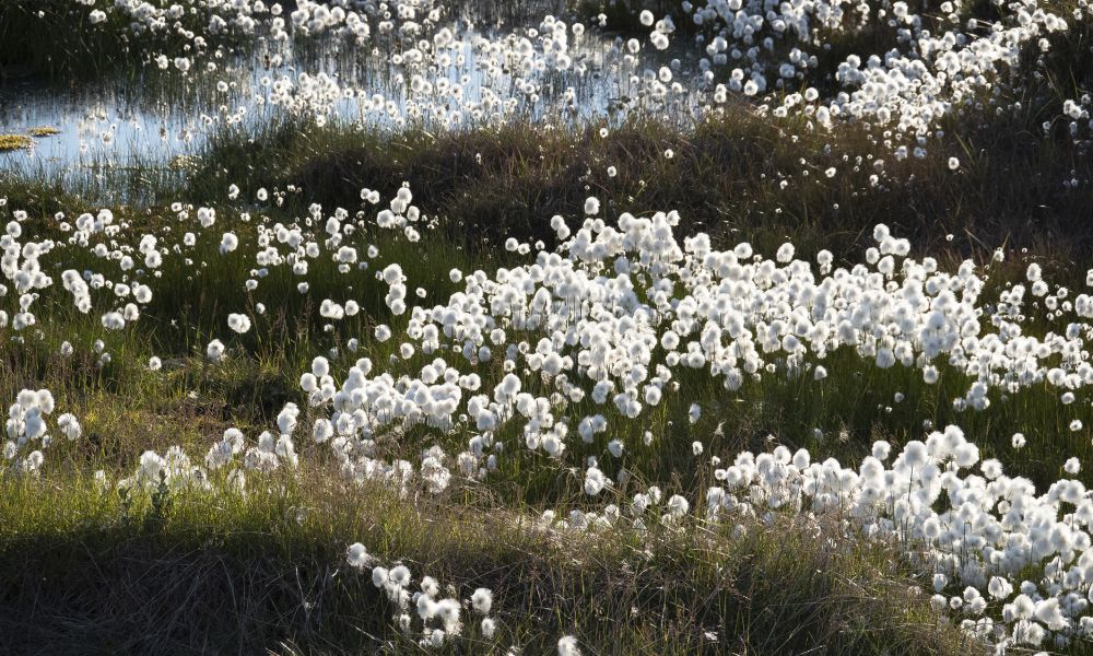 Arctic cotton grass blooming in the summer sun Arctic cotton grass blooming in the summer sun