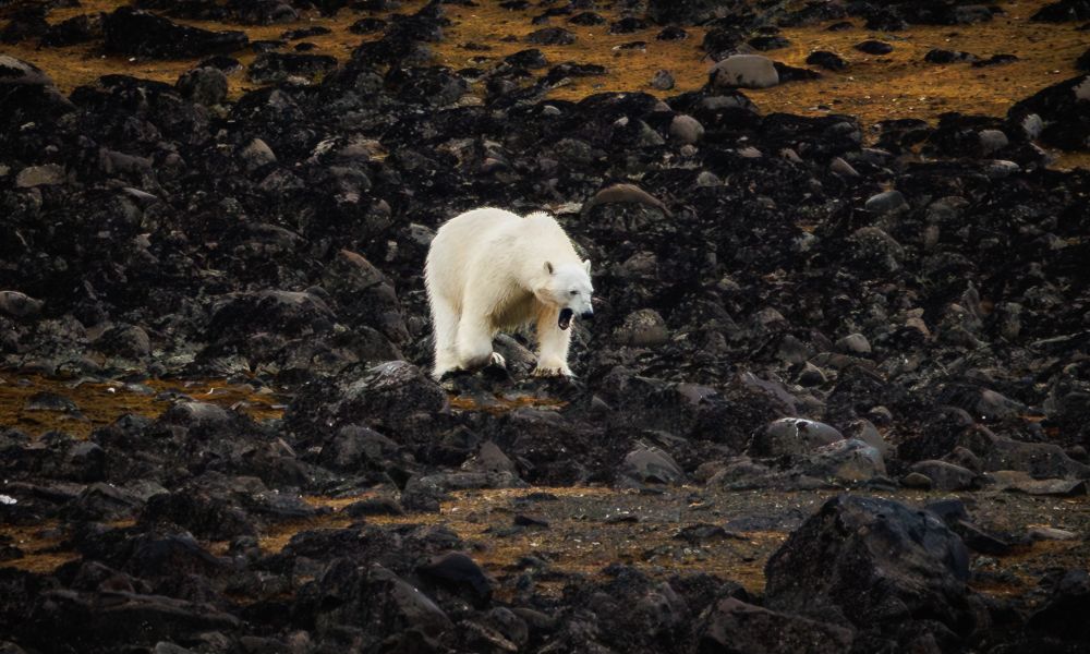 Start your expeditions in Svalbard, the land of the polar bear