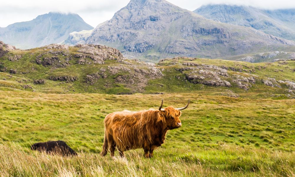 Wildlife on Scottish Isles