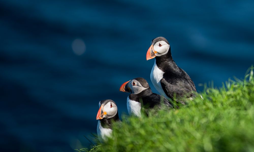 Puffins
