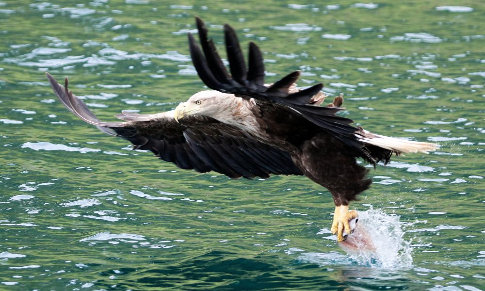 Sea eagle