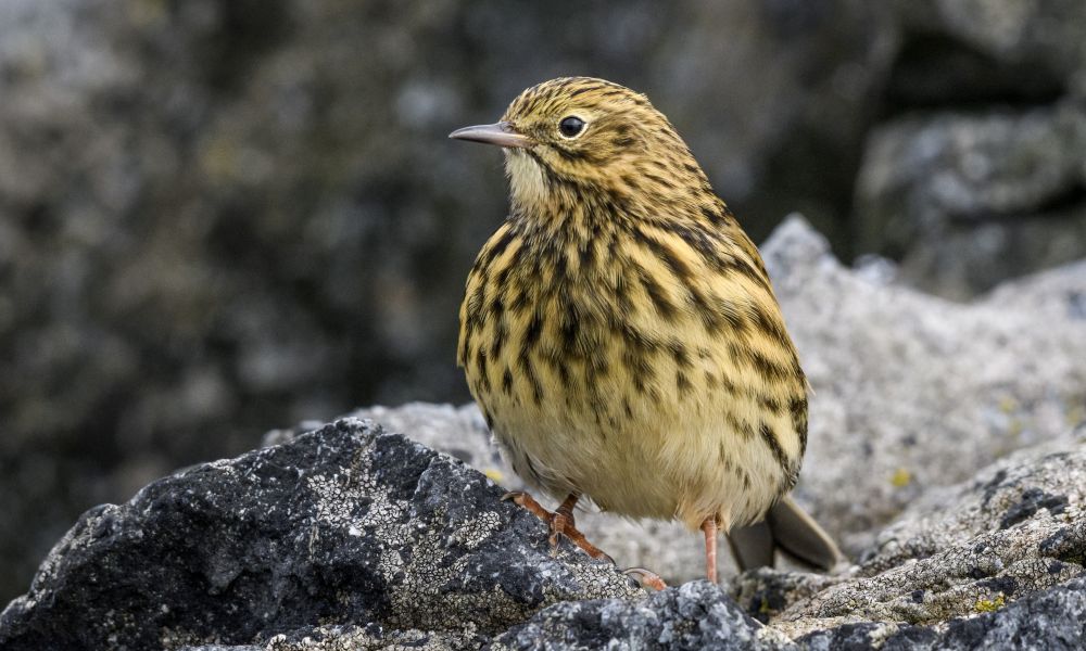 The South Georgia Pipit, Earth's southernmost song bird The South Georgia Pipit, Earth's southernmost song bird