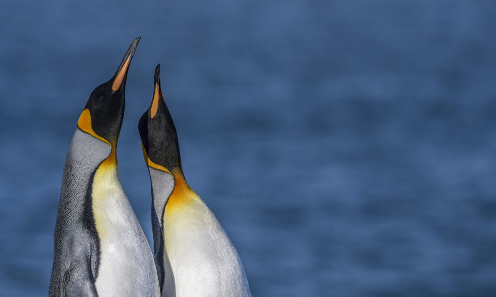 King Penguins display their elegance King Penguins display their elegance