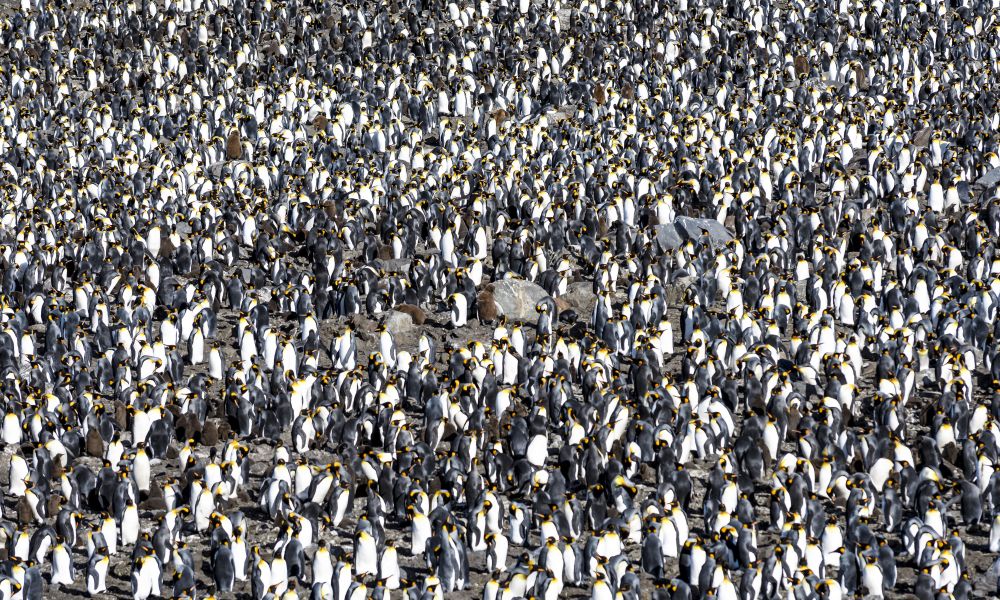 Uncountable King Penguins on South Georgia Uncountable King Penguins on South Georgia