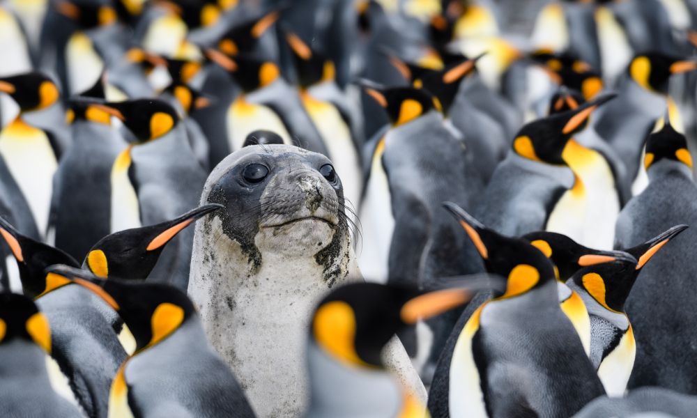 A confused elephant seal amid King Penguins A confused elephant seal amid King Penguins