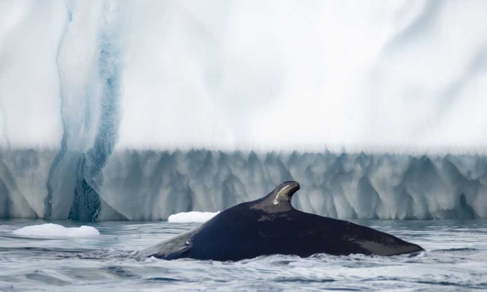 Humpback Whale