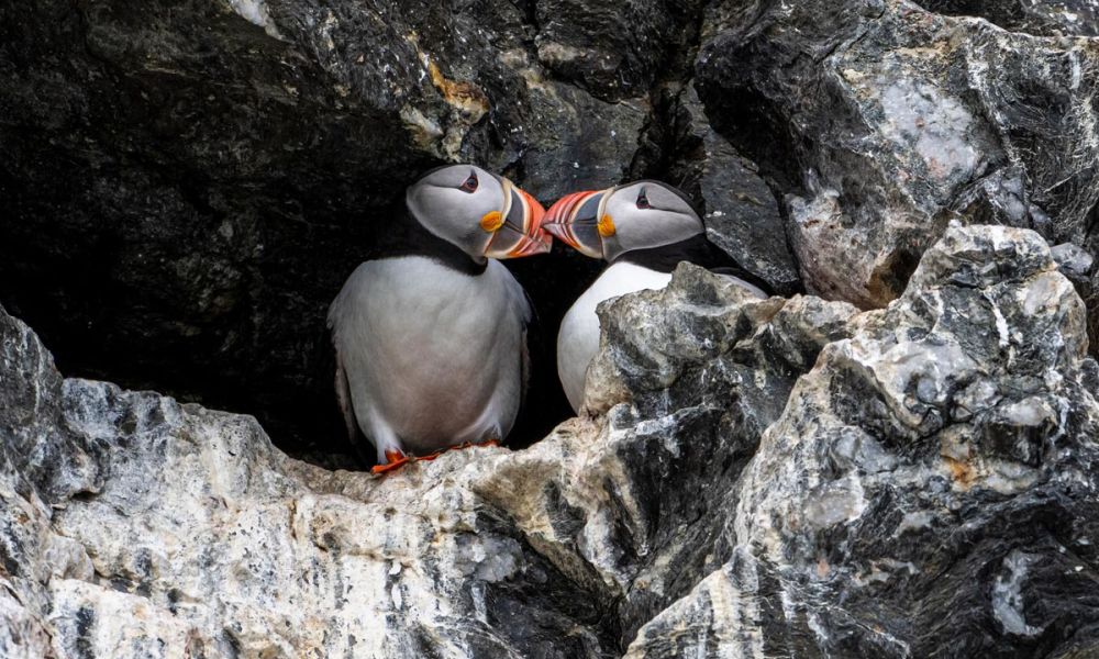 Two Atlantic puffins close to each other in Fjordtende Julibukta