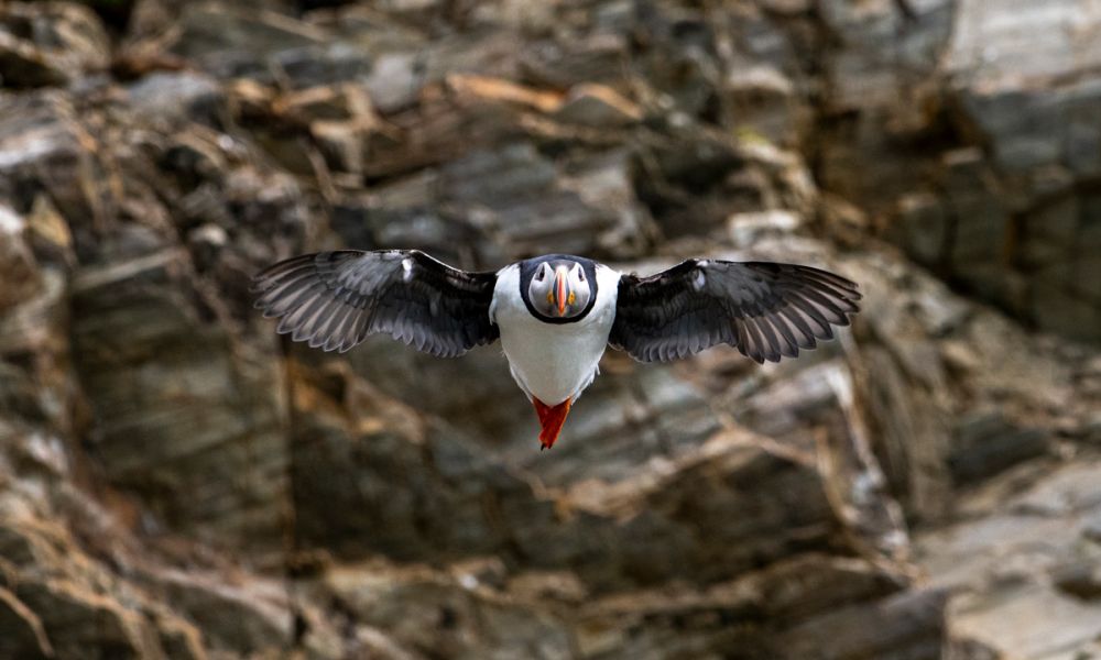 Atlantic puffin flying in Fjordtende Julibukta
