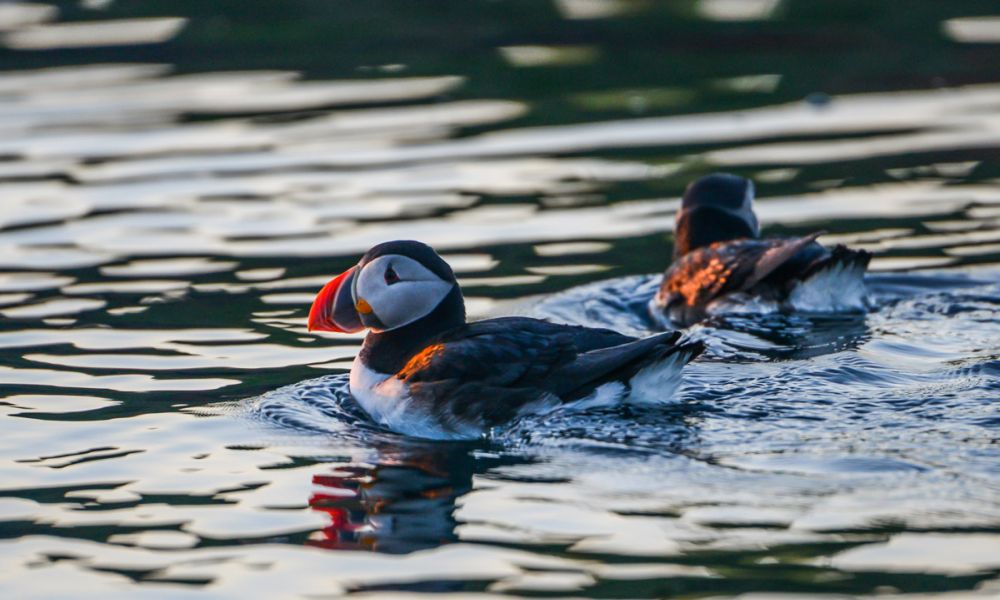 You can spot the clown of the sea in Flatey, an island in northwestern Iceland Atlantic puffins in the waters of Flatey, Iceland
