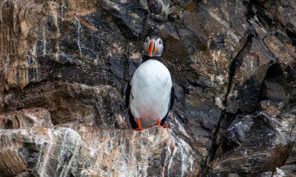 They are usually spotted nesting on coastal cliffs and isolated islands Atlantic puffin on a coastal cliff