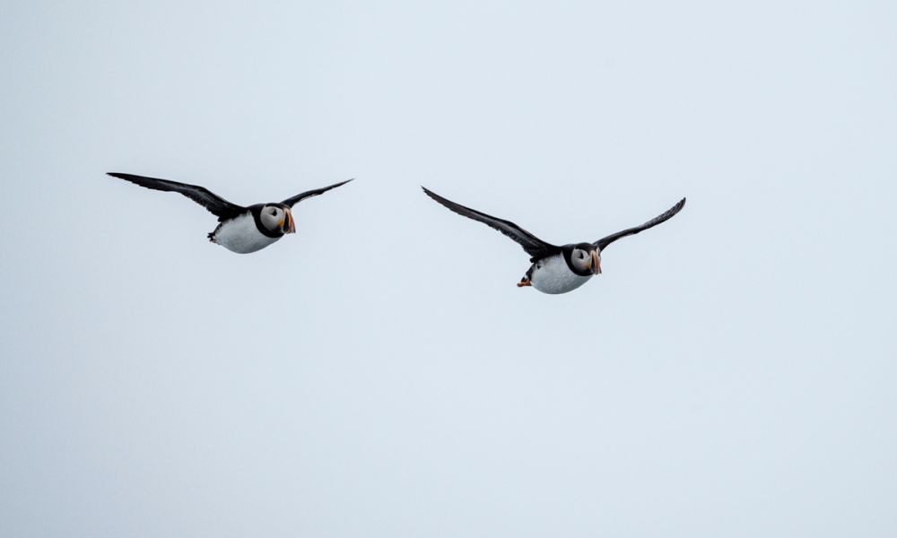 Atlantic puffins flying 