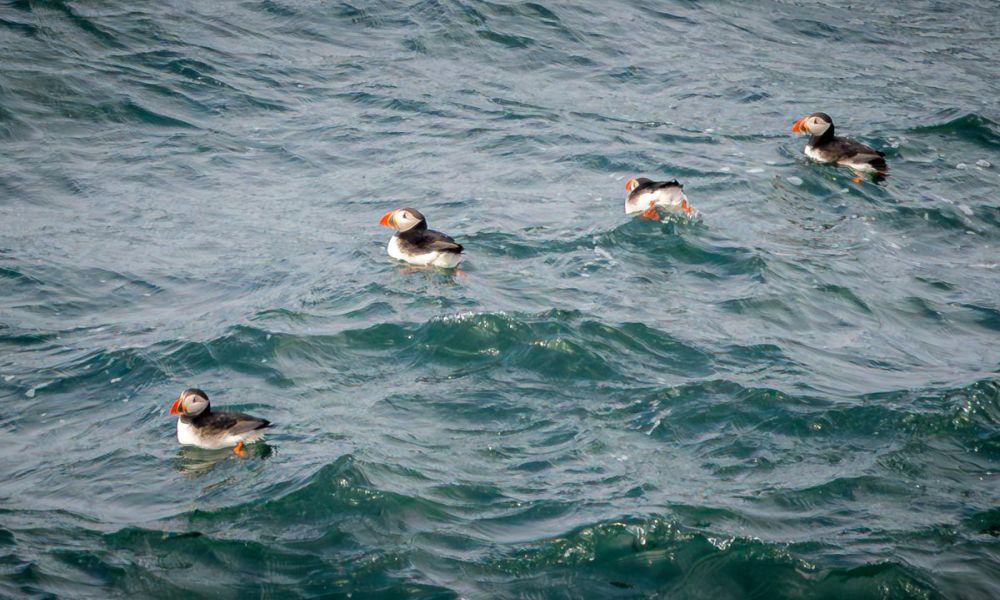Atlantic puffins in the waters near Heimaey, Iceland