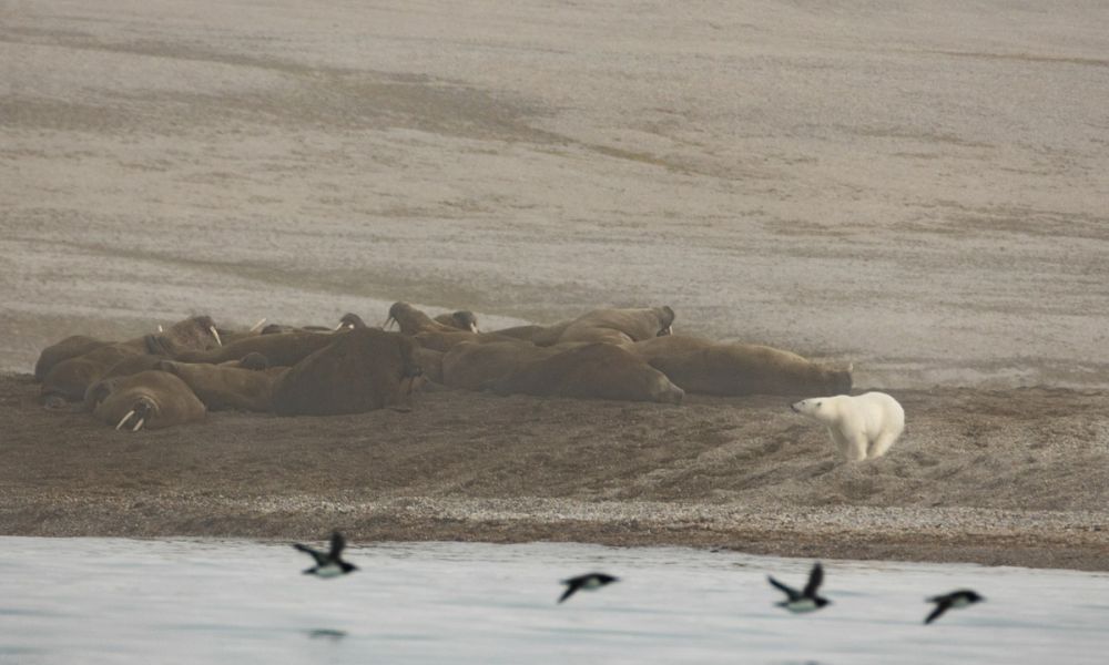 polar bear surrounded by walruses