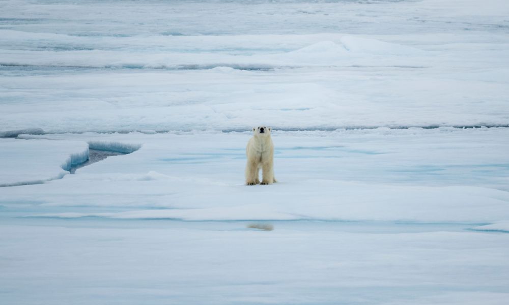 Polar bear in the pack ice