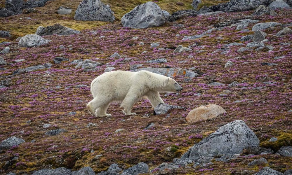 Polar bear spotted in Ytre Norsokoya