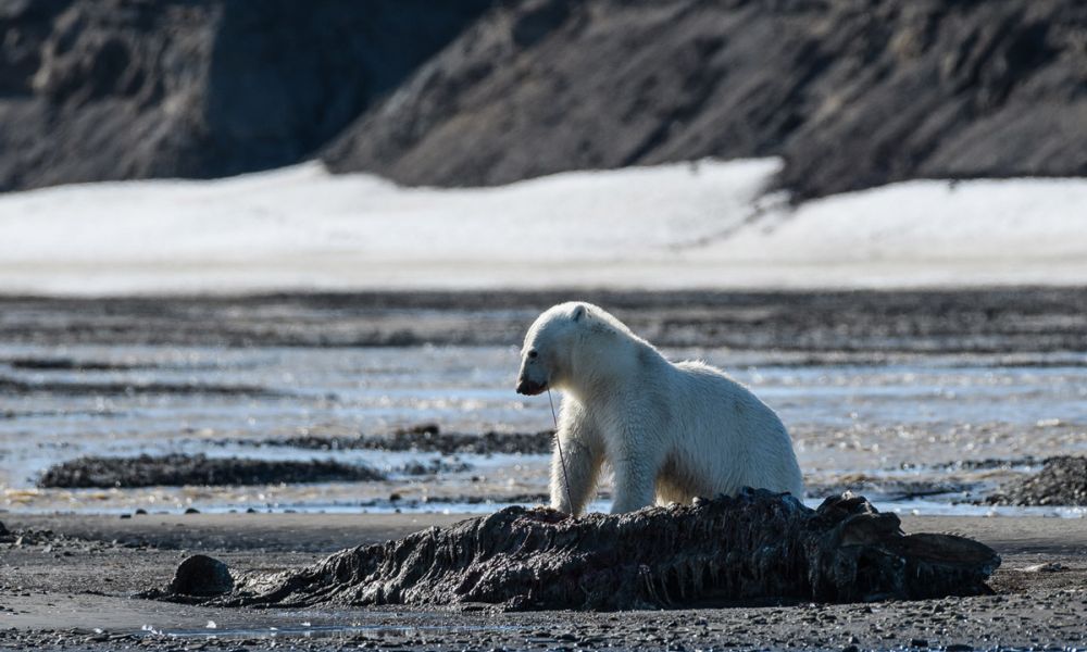 polar bear scavenging
