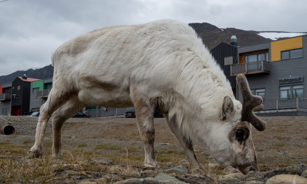 Svalbard reindeer close the city buildings of Longyearbyen,Svalbard
