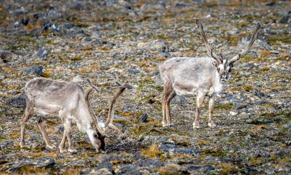 Males grow large antlers between April and July Two Svalbard reindeer with long antlers spotted in Signehamna, Svalbard