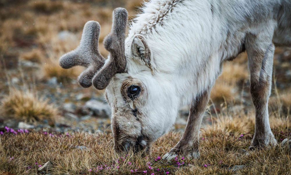 Svalbard reindeer observed eating in Ny Alesund, Svalbard