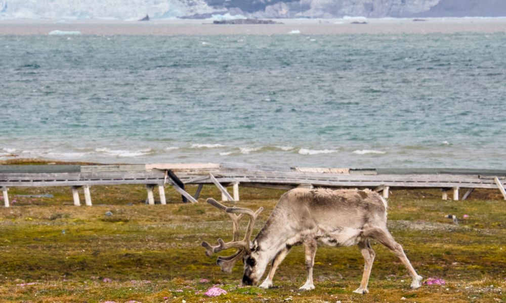 A Svalbard reindeer seen eating, with the sea in the background