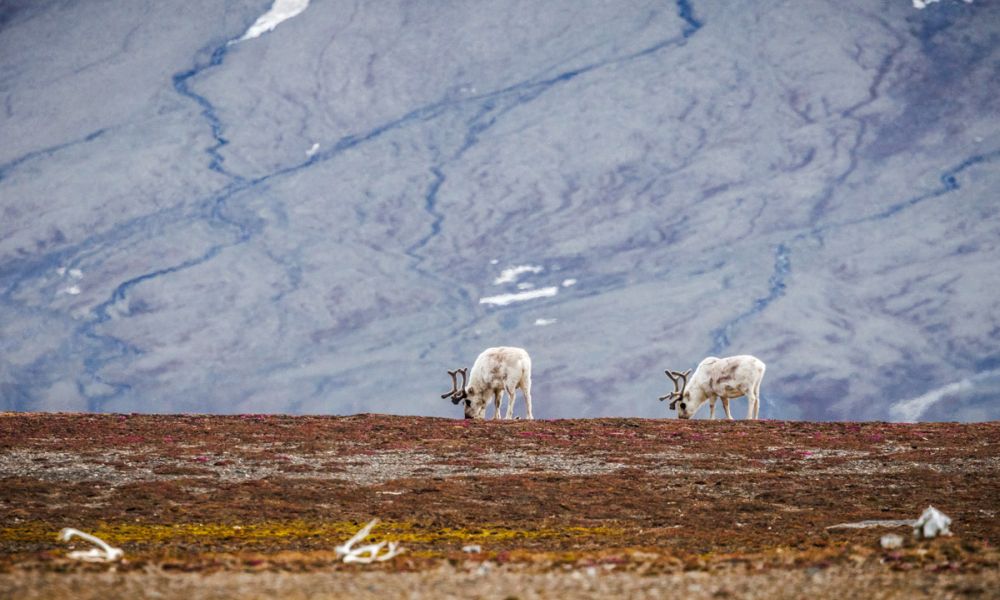 Two Svalbard reindeer are seen eating in Andréetangen, Svalbard